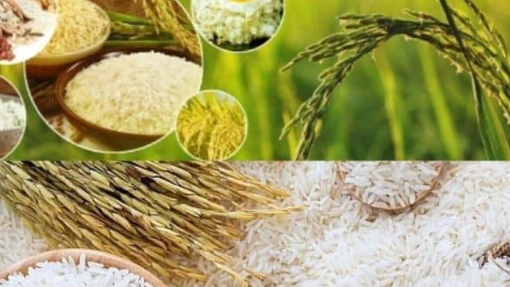 Rice Wholesalers