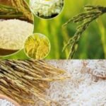 Top Rice Wholesalers Supplying Quality Grains Nationwide