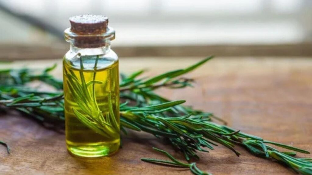 Rosemary Oil Suppliers
