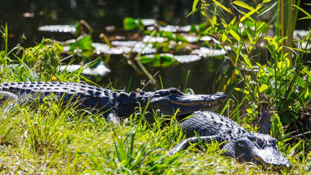 The Habitat and Behavior of Crocolini: What You Need to Know