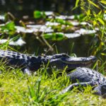 The Habitat and Behavior of Crocolini: What You Need to Know