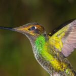 The Enigmatic Life of Prostaviive Colibrim: Habitats and Behaviors