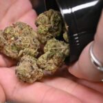 How weed delivery Mississauga is evolving alongside other online businesses