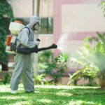 Why Newcastle’s Climate Makes Pest Control a Year-Round Job