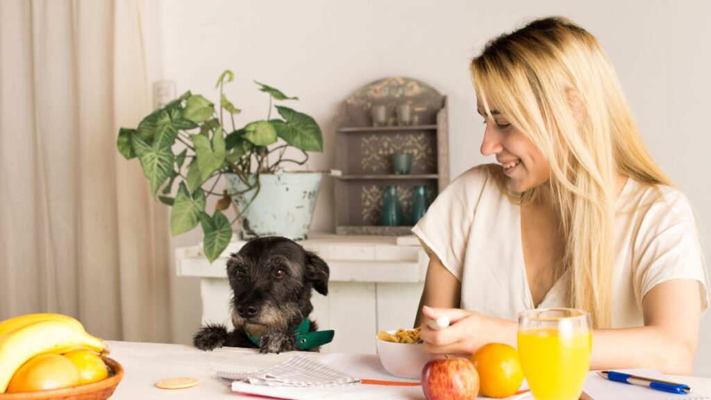 Pet5ardas com: Your Ultimate Guide to Pet Care and Wellness