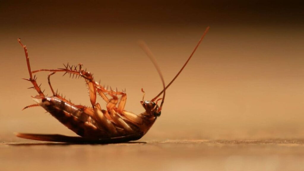 The Hidden Health Risks: Why Fast Cockroach Removal in Scarborough is Essential