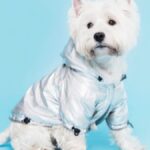 4 Simple Steps to Keep Your Dog’s Coat Shiny and Clean