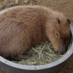 How to Care for a Cadibara: Tips for Owners of These Gentle Giants