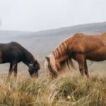 Horseplop: Nature’s Fertilizer or Equestrian Nuisance?