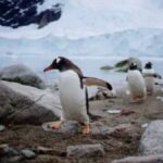 Pingo Around the World: A Journey Through Frozen Landscapes