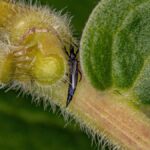 Herbciepscam Exposed: How to Spot and Avoid Herbal Scams