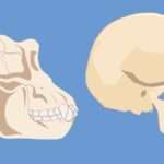The Evolution of Lbythj: From Concept to Craze