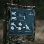 How Viltnemnda Influences Local Biodiversity and Ecosystem Health