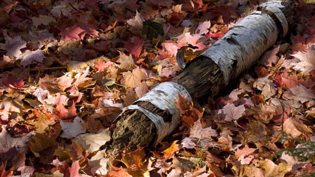 ratugacor11.com link