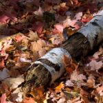 Exploring RatugaCor11.com Link: Your Ultimate Guide to Online Gaming