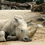 Why Zooskooñ is the Future of Sustainable Zoo Practices