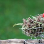 What First‑Time Shoppers Should Know Before Visiting a Pleasantville Dispensary