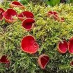 The Fascinating World of Claalekfo: What You Need to Know